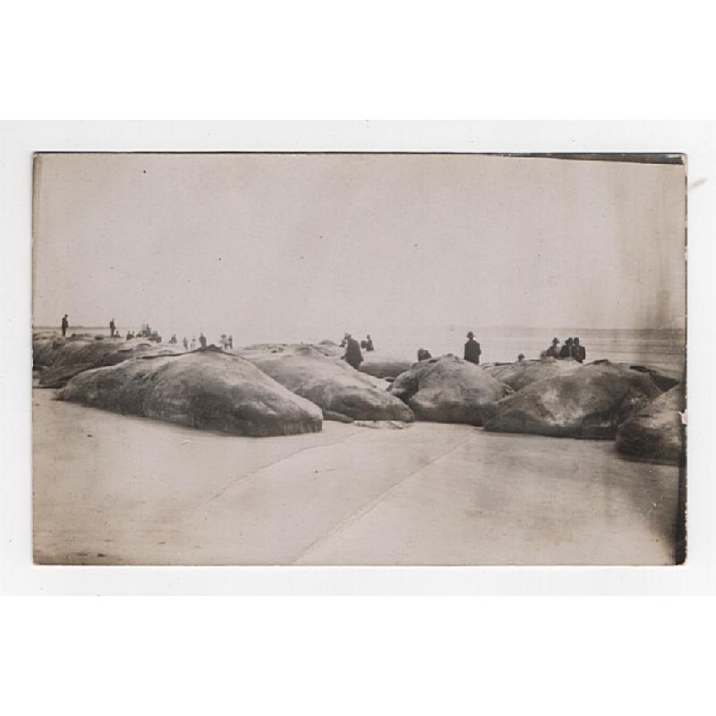 (WW15264) TASMANIA  · 1911: real photo card (unidentified photographer) w/view of some of the 37 SPERM WHALES which were stranded on PERKINS ISLAND near Smithton · some very minor emulsion wear o/wise in excellent condition ..... see largest image