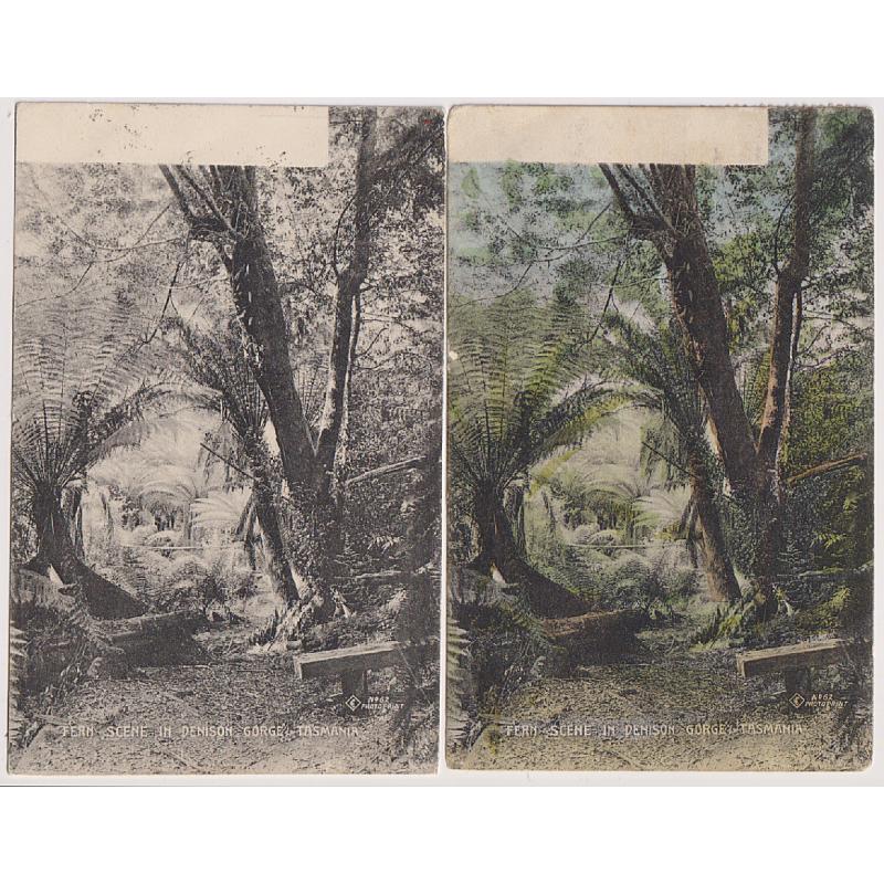 (WW1605) TASMANIA · 1906: a b&w and colour view of a FERN SCENE AT DENISON GORGE from Selwyn Cox's "Wynphotoprint" and "Wynphotoprint Hand-coloured" series using the same photograph (2)